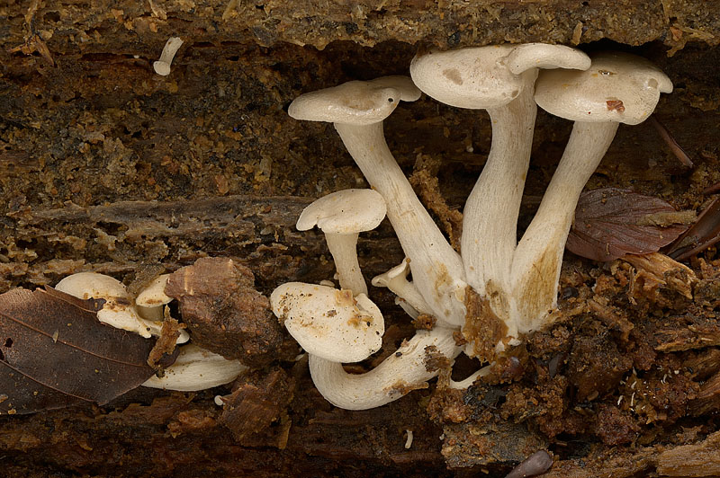 Ossicaulis lignatilis